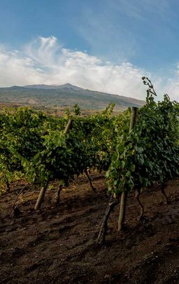 Am Fuße des Etna in dunkler Lavaerde wachsen die Reben für den Etna Bianco