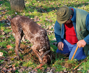 Die Ausbildung eines Trüffelhundes dauert bis zu 3 Jahre.