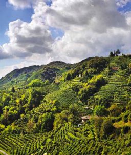 Weltkulturerbe: die Prosecco-Hügel zwischen Conegliano und Valdobbiadene